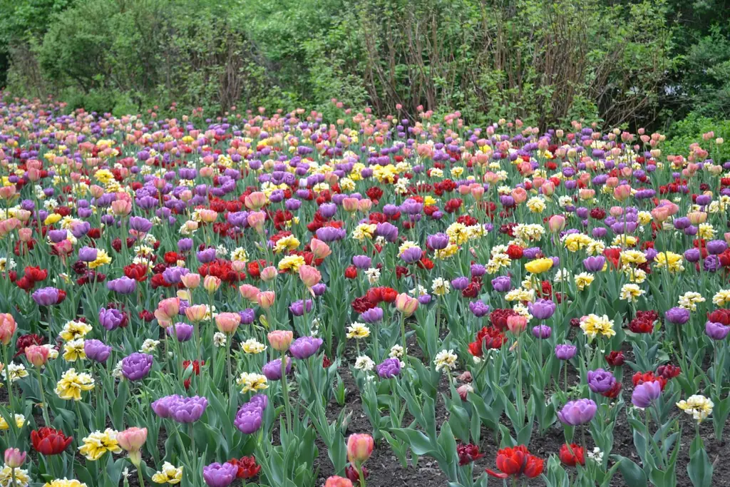 A colorful tulip field in full bloom during spring in Ottawa, Canada
