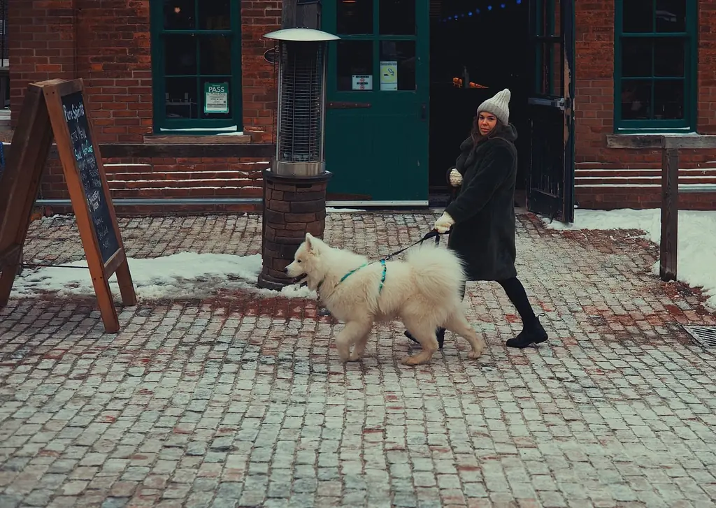A woman walks a fluffy white dog on a cobblestone street in Toronto's Distillery District during winter