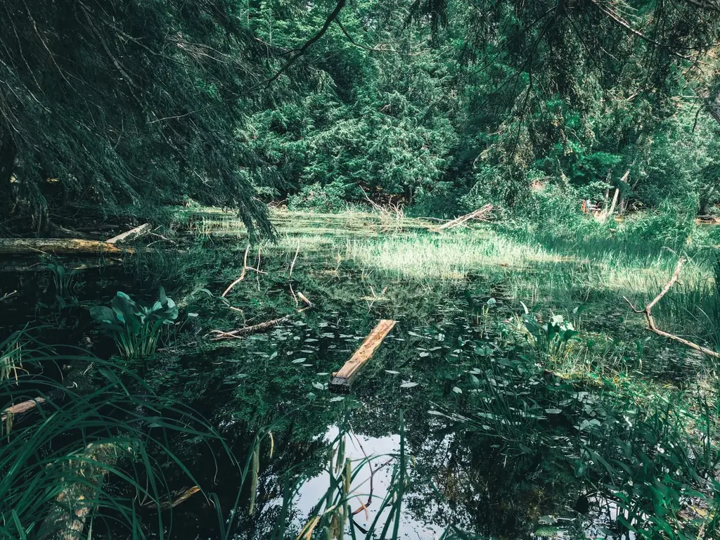 Forest pond surrounded by lush greenery in Gatineau Park, Quebec, Canada