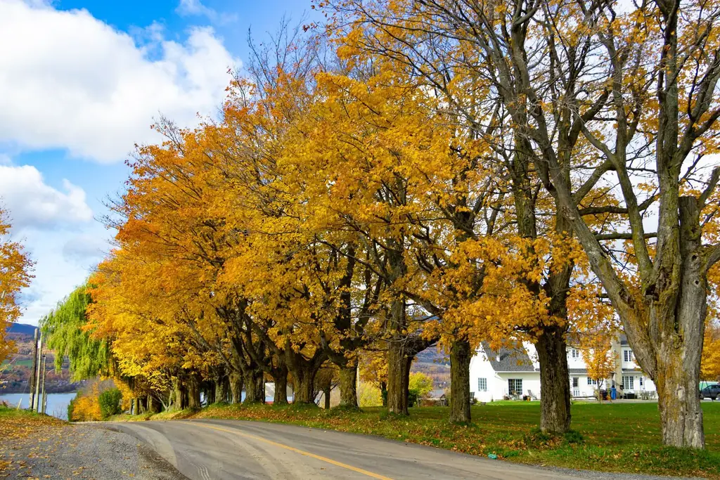 Rural road in Saint-François-de-l'Île-d'Orléans, Quebec, lined with vibrant autumn trees