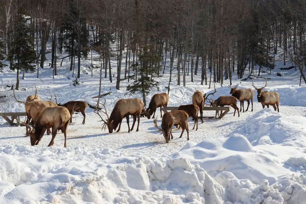 A herd of elk grazes peacefully in a snowy forest in Montebello, Quebec, Canada