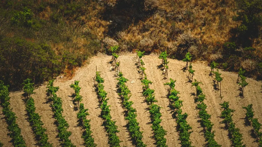 Aerial capture of green vineyard rows in a rural field