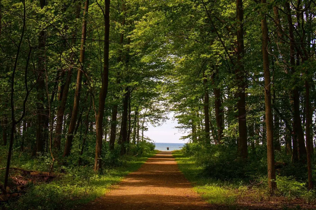 Footpath through a lush green forest leading to Lake Erie on a sunny day
