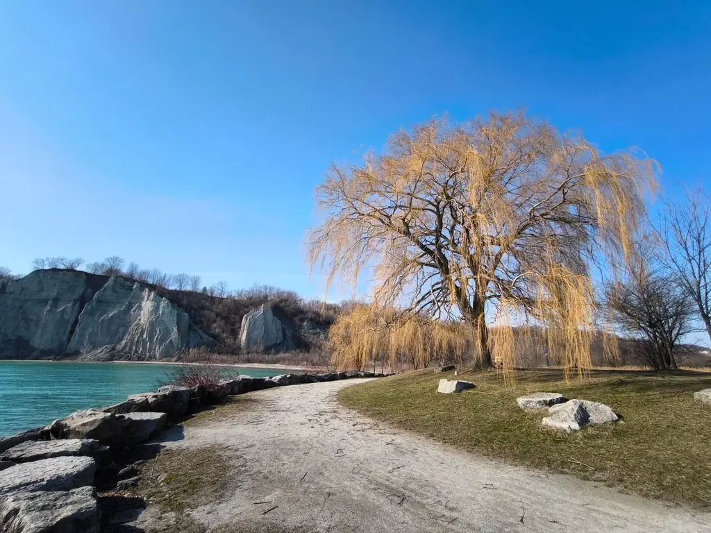 View of the Scarborough Bluffs with a lone willow tree under a clear blue sky