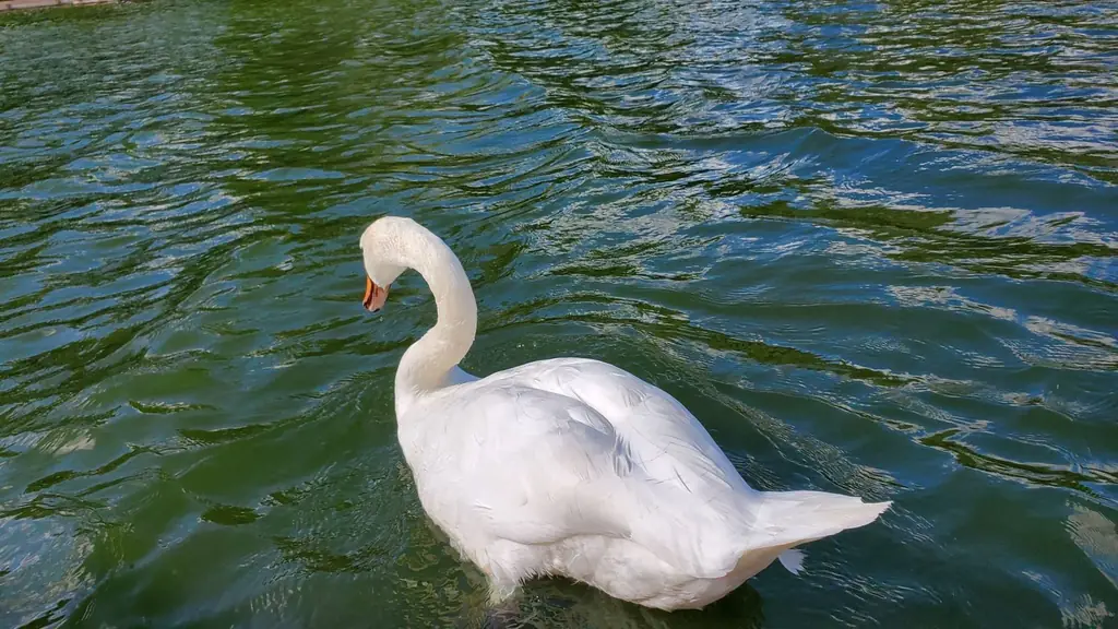 Swan swimming gracefully in a serene lake in Stratford, Canada