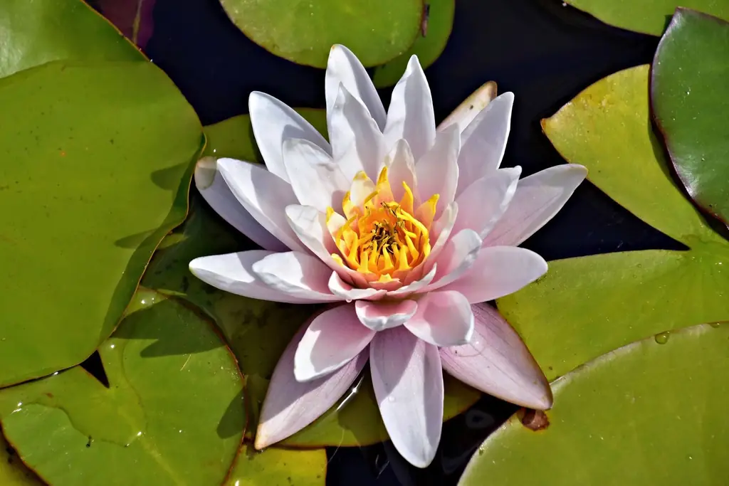 Pink water lily blooming amid green lily pads on a tranquil pond in Stratford, Canada