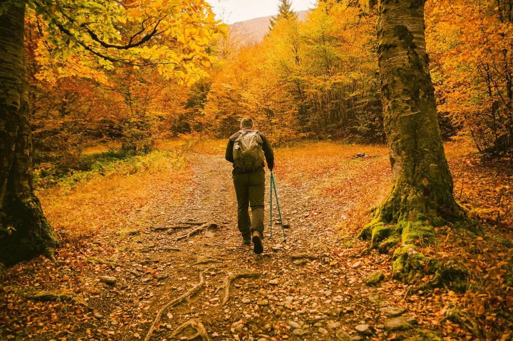 A man enjoys an autumn hike on a forest trail surrounded by colorful foliage
