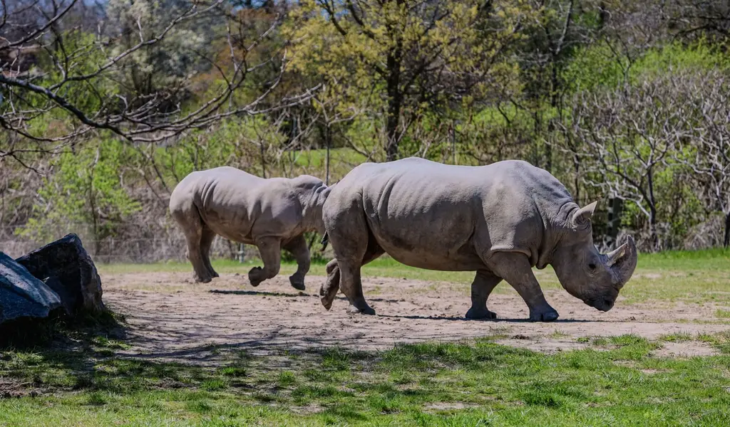 Two majestic white rhinos walking and grazing outdoors in Toronto Zoo