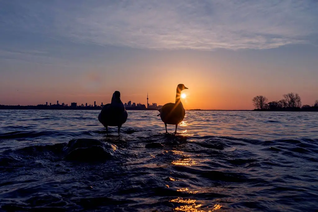 Silhouettes of birds against Toronto skyline at sunrise over the water