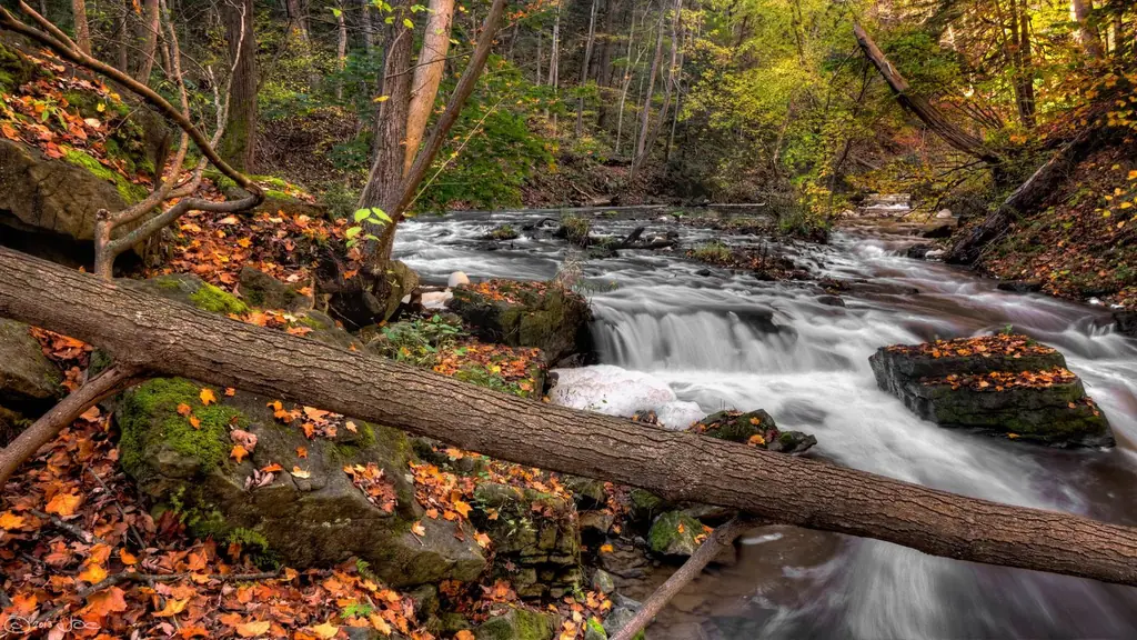 Tranquil autumn scenery along a creek in the Hamilton forest, Ontario