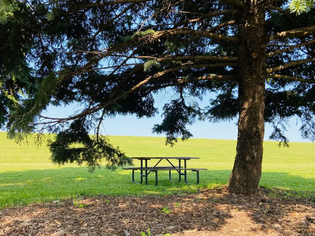 Picnic table under a lush evergreen tree in Markham, Canada
