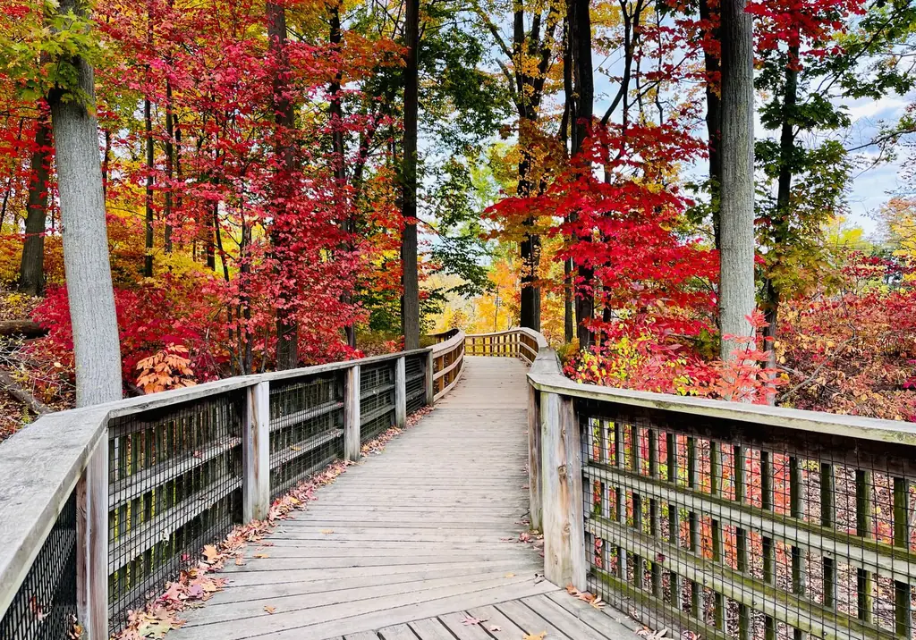 Wooden bridge amidst vibrant fall foliage in Mississauga, Ontario