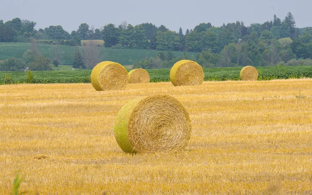 View of hay bales in a golden field with lush trees in rural Ontario, Canada