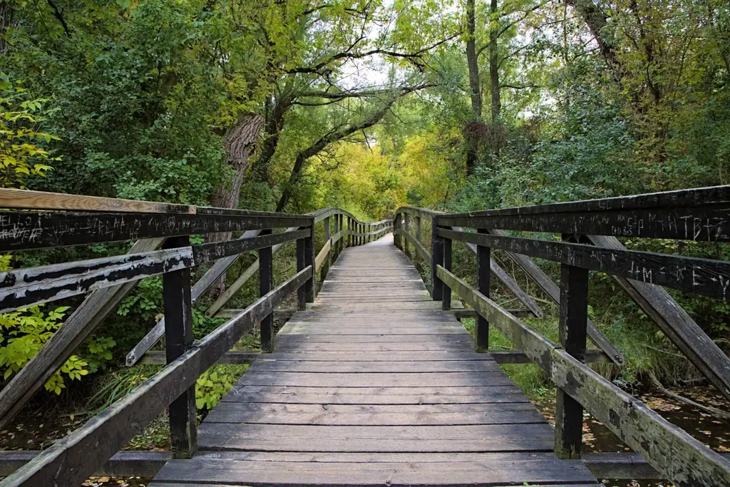 Wooden boardwalk through a lush forest in Markham, Ontario