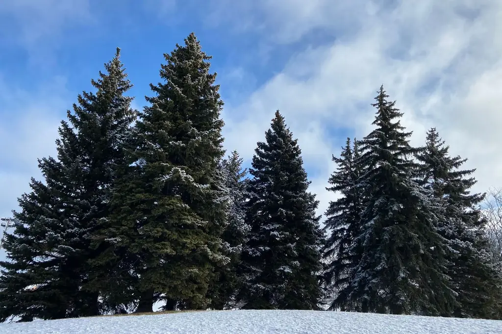 Snowy evergreen trees under a blue sky in a winter landscape, Markham, Canada