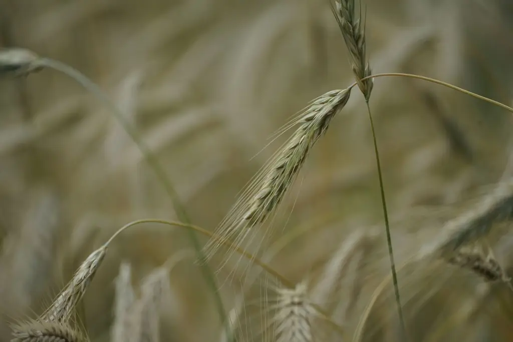 A detailed view of wheat spikes swaying in a Newmarket field