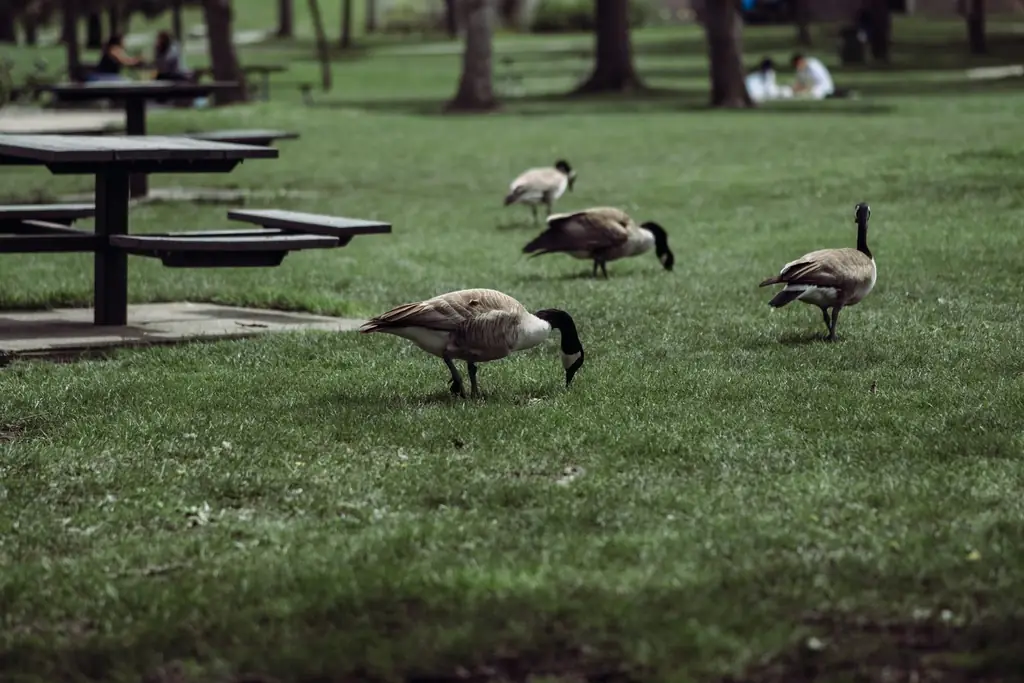 Canada geese foraging in a peaceful Kitchener park setting