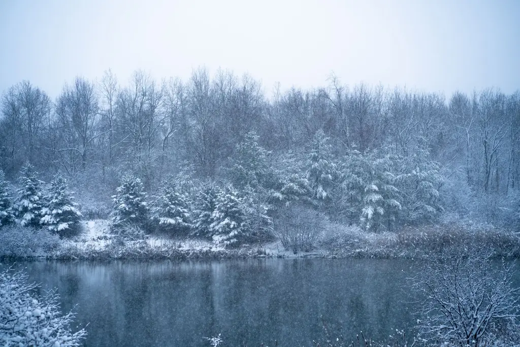 Winter scene with snow-covered trees and a peaceful lake in Vaughan, Canada
